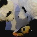 Kinijoje prižiūrėtojai persirengę pandomis rūpinasi jų jaunikliais