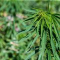 Legalization of hemp products backed by government