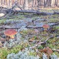В Литве распространяется новый вид гриба: откуда он и почему должен радовать грибников?