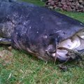 Didžiausios Lietuvos žuvys: sunku patikėti, kad tokių išvis būna