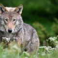Gamtininkas: vilkai nebe tie, kaip prieš kelis dešimtmečius