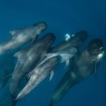 Naujosios Zelandijos paplūdimyje nugaišo dešimtys delfinų: mokslininkai nesutaria dėl priežasties