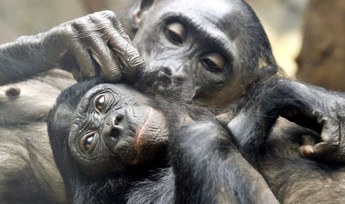 Mažosios šimpanzės nestokoja viena kitai švelnumo