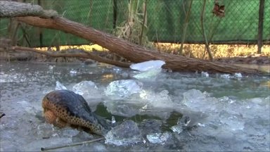 Paviršiuje kyšo užšalusių aligatorių nosys