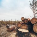 Sauganti klimatą Europa negailestingai kerta savo miškus: Baltijos šalys ir čia pasižymėjo