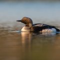 Baltijos jūroje žiemojančių vandens paukščių stebėjimai padės nustatyti jūros aplinkos būklę