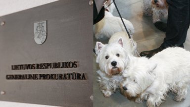 Jurbarkietis sės ant teisiamųjų suolo – nusprendė pašalinti šunų balso stygas, kad šie nelotų