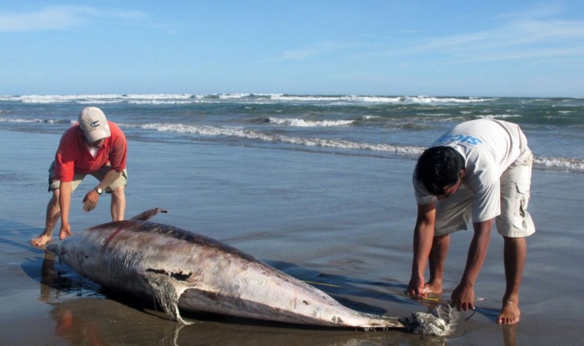 Nugaišęs storanosis delfinas Atlanto pakrantėje