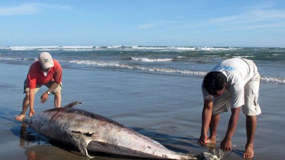 Kas kaltas dėl Atlante gaištančių delfinų - teršalai ar plintanti epidemija?