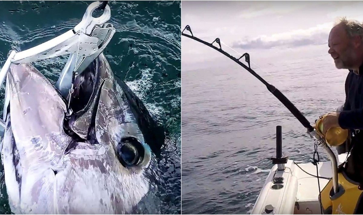 Po 50 metų Danijoje vėl sugautas tunas