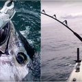 Istorinis įvykis: nufilmavo, kaip po 50 metų Danijoje vėl sugaunamas tunas