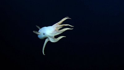 Grimpoteuthis genčiai priklausantis aštuonkojis