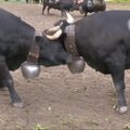 Šveicarijos kaimelyje vyko tradicinės karvių kautynės