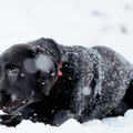Зимний уход за домашними животными: советы от специалистов