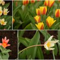 Pavasarį sveikina Kauno botanikos sodas: pražydo retų rūšių tulpės