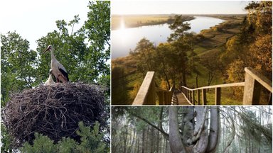 Išskirtinė Lietuvos vieta: atsiveriantys Tilžės vaizdai, 17 kamienų eglė ir uždara gandrų kolonija