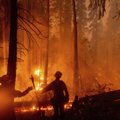 Kalifornijoje gaisrai išdegino daugiau nei 8 tūkst. kv. km teritoriją