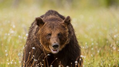 ВИДЕО: российские туристы прогнали медведя песней "А нам все равно..."