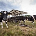 Kaip po rekordinių karščių atstatyti karvių sveikatą