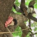 Bausmė už alkoholio vartojimą - para dygliuotame medyje