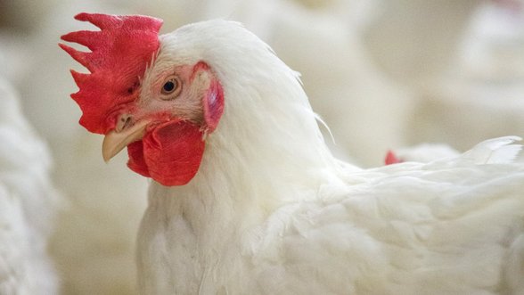 Jungtinėje Karalystėje – paukščių gripo židiniai naminių paukščių ūkiuose
