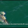 Australijos pakrantėje sugautas banglentininko koją nukandęs ryklys