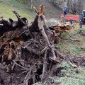 Kretingos dvaro parke šalinami audros padariniai: iš nuvirtusio ąžuolo padarys tiltelį