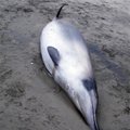 N. Zelandijos pakrantėje rasti du niekada neregėtos rūšies banginių kūnai
