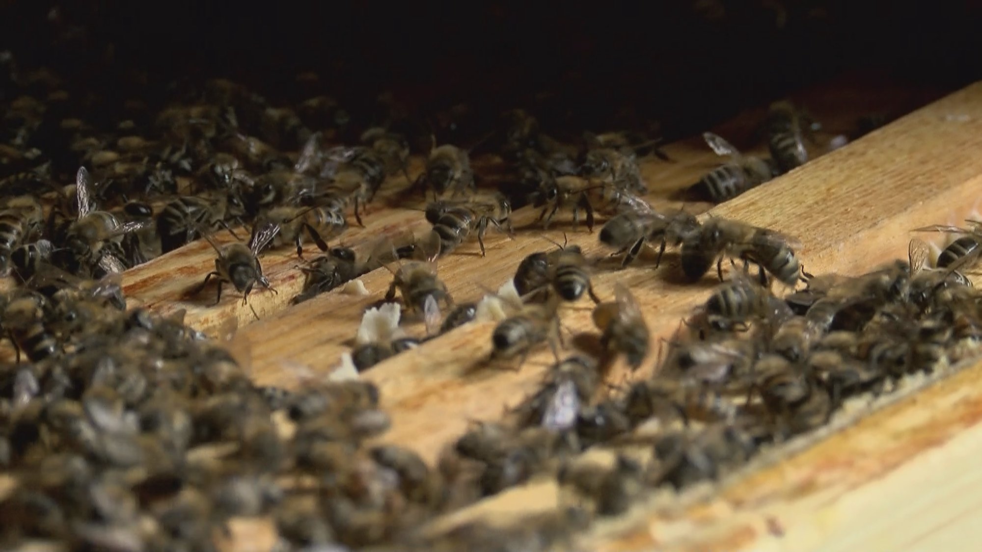 W Polsce w tajemniczy sposób w ciągu jednej nocy zginęło 5 milionów ludzi.  pszczoły