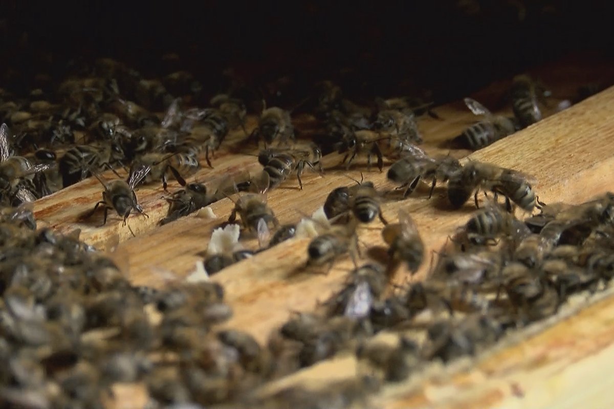 W Polsce każdej nocy umiera 5 milionów ludzi.  pszczoły