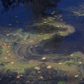 Įvykus ekologinei katastrofai Temzėje išgaišo katžuvės