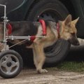 Lenkijoje paralyžiuotam šuniui pritaisė ratus