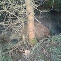 Medžiotojai įtaria: kiaulių maras jau pasiekė Lietuvą