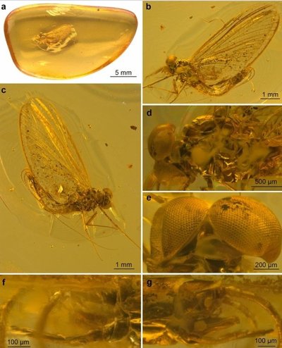 Calliarcys antiquus. R. Godunko et al, 2022. Scientific Reports, CC BY 4.0 nuotr.
