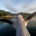 Laisve alsuojantys kadrai: kaip pelikanas išmoko skraidyti?