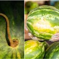 Gudrybės, kaip išsirinkti gerai prinokusį arbūzą: vien pastuksenti į žievę nepakanka