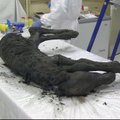 Sibire mokslininkai aptiko prieš 40 tūkst. metų gyvenusio gyvūno kūną