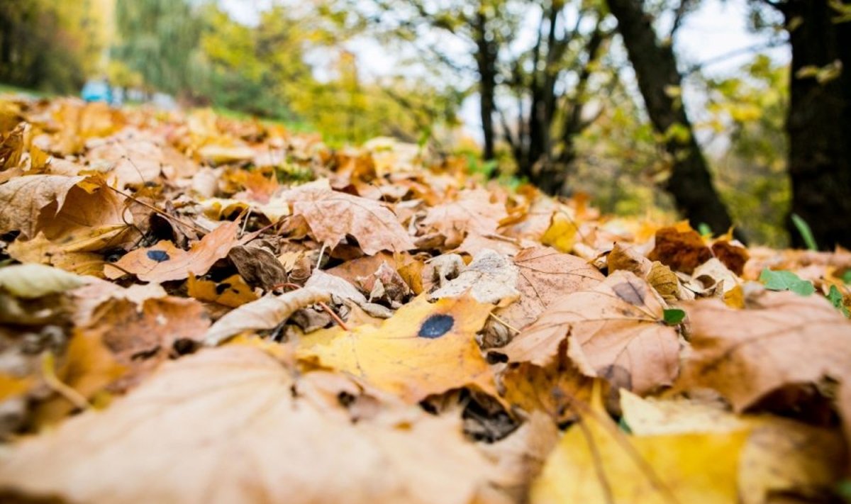 Už netinkamoje vietoje paliktus lapus Panevėžyje gresia iki 2000 litų bauda