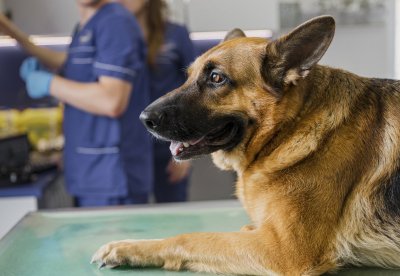 Šuo pas veterinarijos gydytojus, freepik.com nuotr.