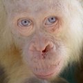 Borneo saloje aptiktas itin retas orangutangas albinosas