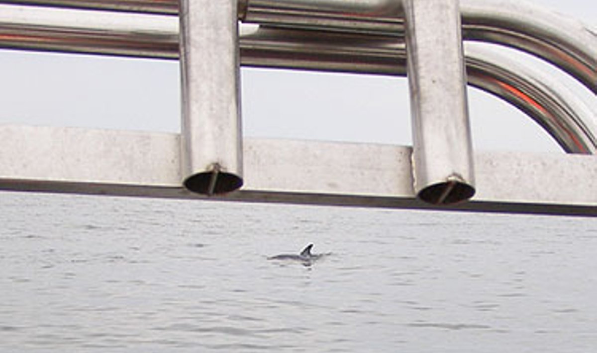 Baltijos jūroje pastebėtas delfinas (Jūrų muziejaus nuotrauka)