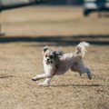 Šuns šlubavimas – pavojingos ligos pranašas: veterinaras perspėjo, kada tai gali baigtis labai liūdnai