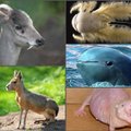 Gyvūnai, apie kurių egzistavimą nesate girdėję