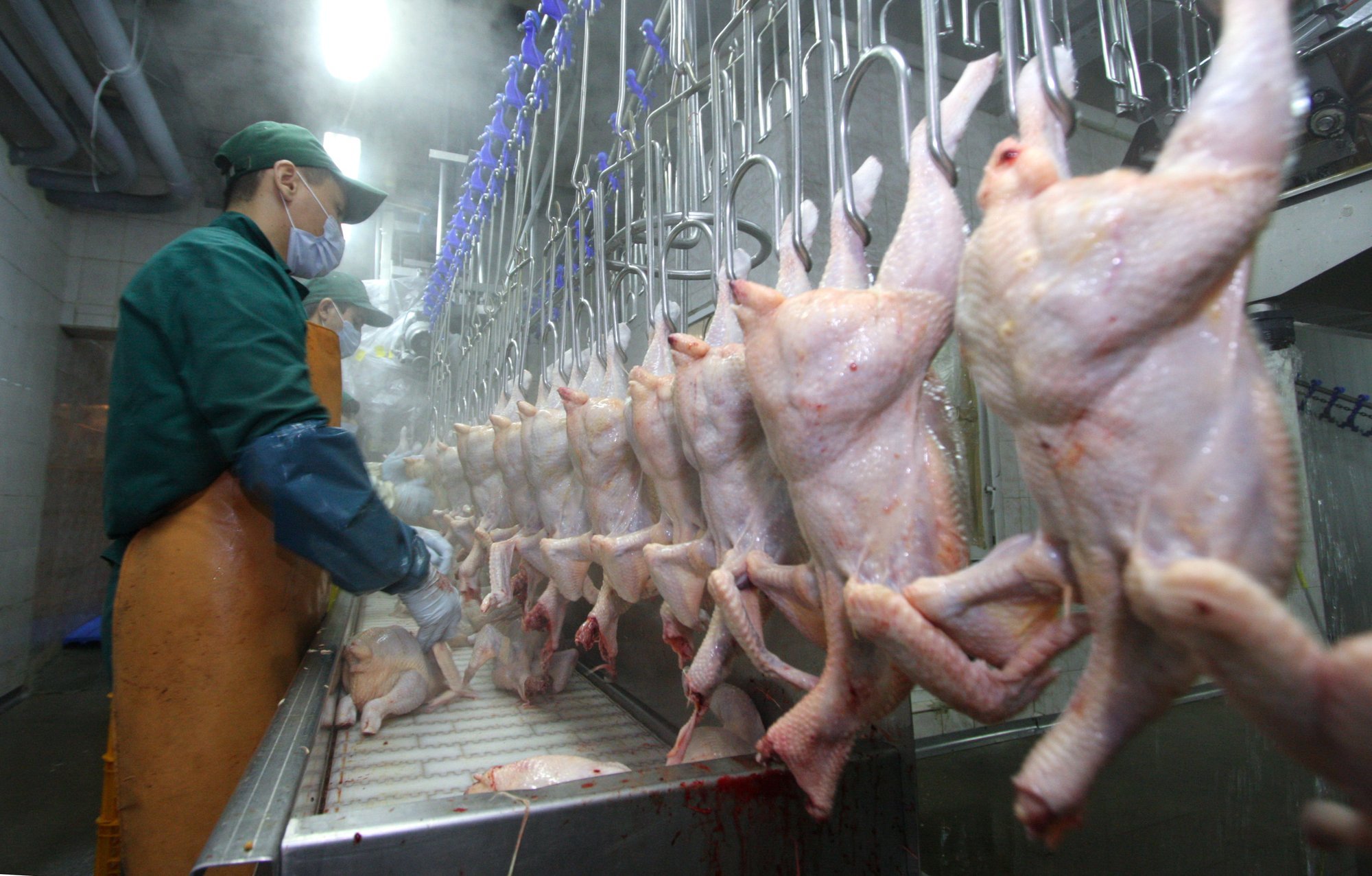 Polityka państwa zakłada pełne wspieranie polskich hodowli drobiu