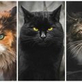 Fotografo nuotraukose – ryškūs benamių Vilniaus kačių portretai