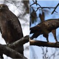 Beveik po dešimtmečio užfiksuotas Šilutės rajone išsiritęs retas paukštis: kasmet grįžta į gimtinę