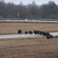 Giruliuose savaitgalį vyks šernų medžioklė su varovais