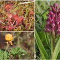 Pelkių augalai: nuo smulkių vabzdžiaėdžių iki gražiausių lietuviškųjų orchidėjų