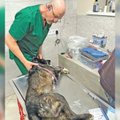 Išgelbėtus gyvūnus Chersone gydo veterinaras lietuvis: vaizdai, kuriuos jam tenka pamatyti, šiurpina