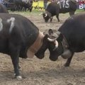 Šveicarijoje vyko tarptautinės karvių kautynės